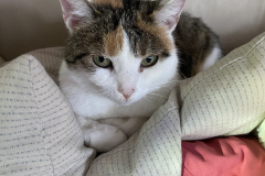 Tiger-Nanny - Mobile Katzenbetreuung Ulm/Neu-Ulm
