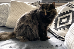 Tiger-Nanny - Mobile Katzenbetreuung Ulm/Neu-Ulm