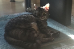 Tiger-Nanny - Mobile Katzenbetreuung Ulm/Neu-Ullm