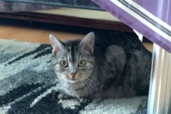 Tiger-Nanny - Mobile Katzenbetreuung Ulm/Neu-Ullm