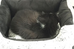 Tiger-Nanny - Mobile Katzenbetreuung Ulm/Neu-Ullm