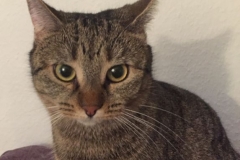 Tiger-Nanny - Mobile Katzenbetreuung Ulm/Neu-Ullm