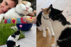 Tiger-Nanny - Mobile Katzenbetreuung Ulm/Neu-Ulm