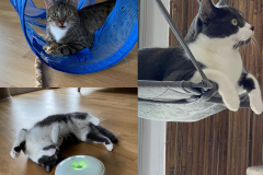 Tiger-Nanny - Mobile Katzenbetreuung Ulm/Neu-Ulm