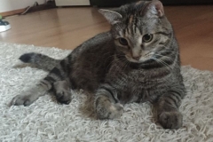 Tiger-Nanny - Mobile Katzenbetreuung Ulm/Neu-Ullm