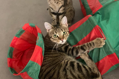 Tiger-Nanny - Mobile Katzenbetreuung Ulm/Neu-Ulm