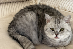 Tiger-Nanny Katzenbetreuung Ulm