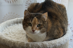 Tiger-Nanny Katzenbetreuung Ulm