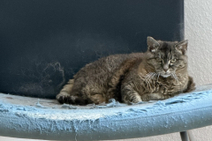 Tiger-Nanny Katzenbetreuung Ulm