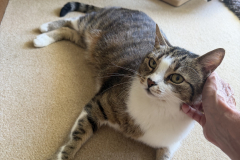 Tiger-Nanny Katzenbetreuung Ulm