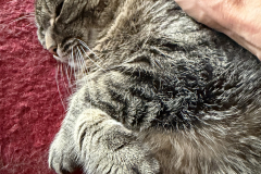 Tiger-Nanny Katzenbetreuung Ulm