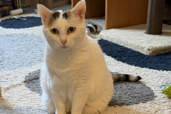 Tiger-Nanny Katzenbetreuung Ulm