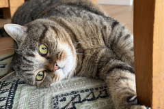 Tiger-Nanny Ulm Katzenbetreuung