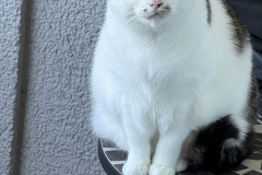 Tiger-Nanny Katzenbetreuung Ulm
