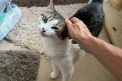 Tiger-Nanny Katzenbetreuung Ulm