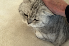 Tiger-Nanny Katzenbetreuung Ulm
