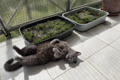 Tiger-Nanny Katzenbetreuung Ulm