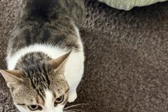 Tiger-Nanny Katzenbetreuung Ulm