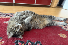 Tiger-Nanny Katzenbetreuung Ulm
