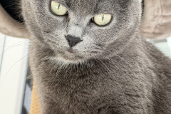 Tiger-Nanny Katzenbetreuung Ulm