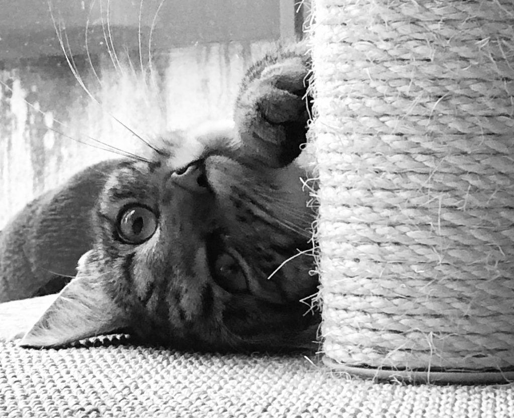 Tiger-Nanny, MobileKatzenbetreuung Ulm/Neu-Ulm